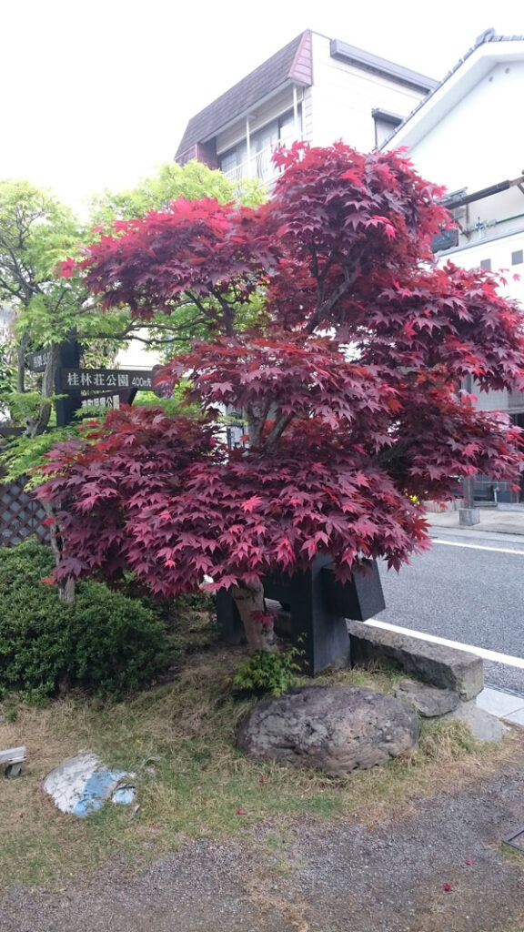 日田豆田町 hitashi-oitaken