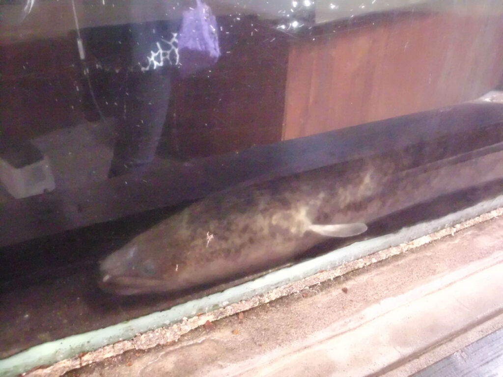 鹿兒島熊本福岡，池田湖，水怪鰻魚