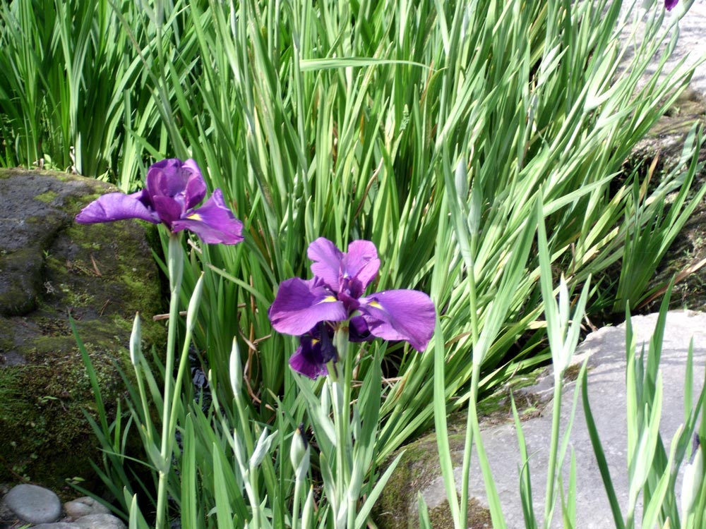 鹿兒島熊本福岡,磯庭園(仙巖園),紫色鳶尾