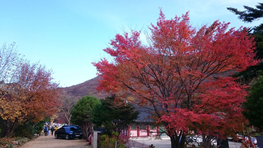 梵魚寺 beomeosa 楓葉