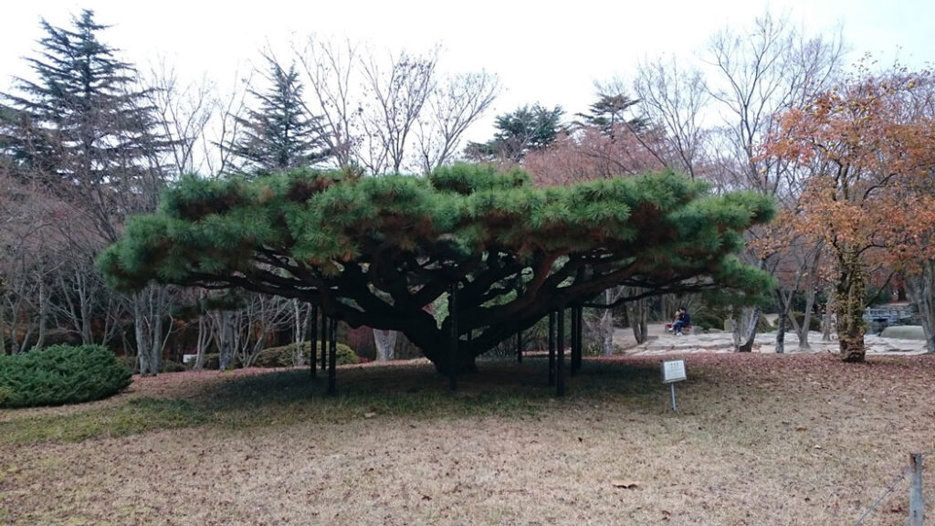 佛國寺 樹