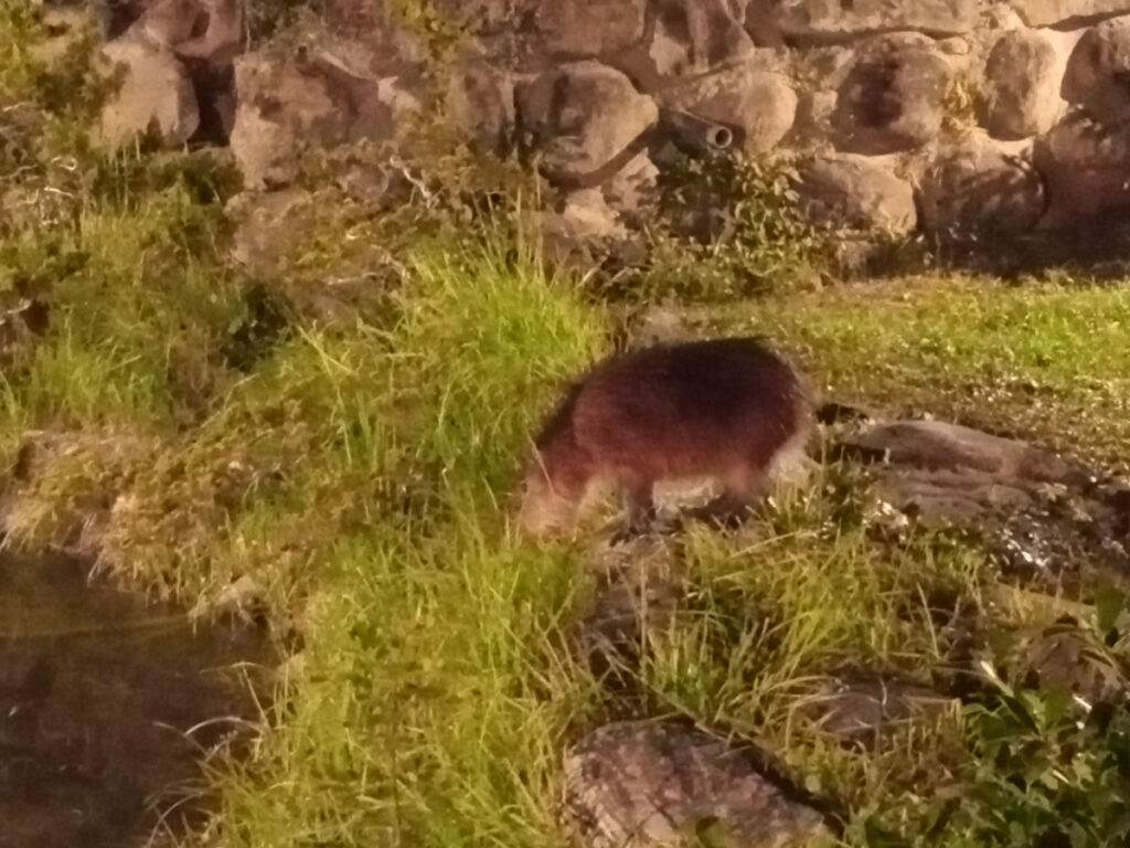 千野村