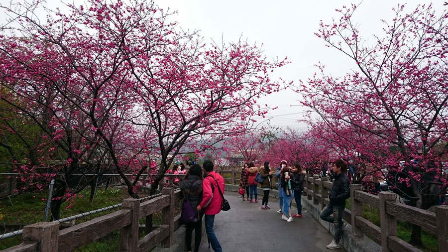 台中泰安櫻花