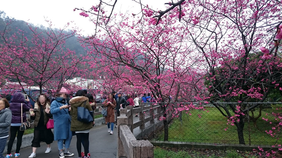 台中泰安櫻花