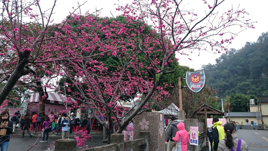 台中泰安櫻花