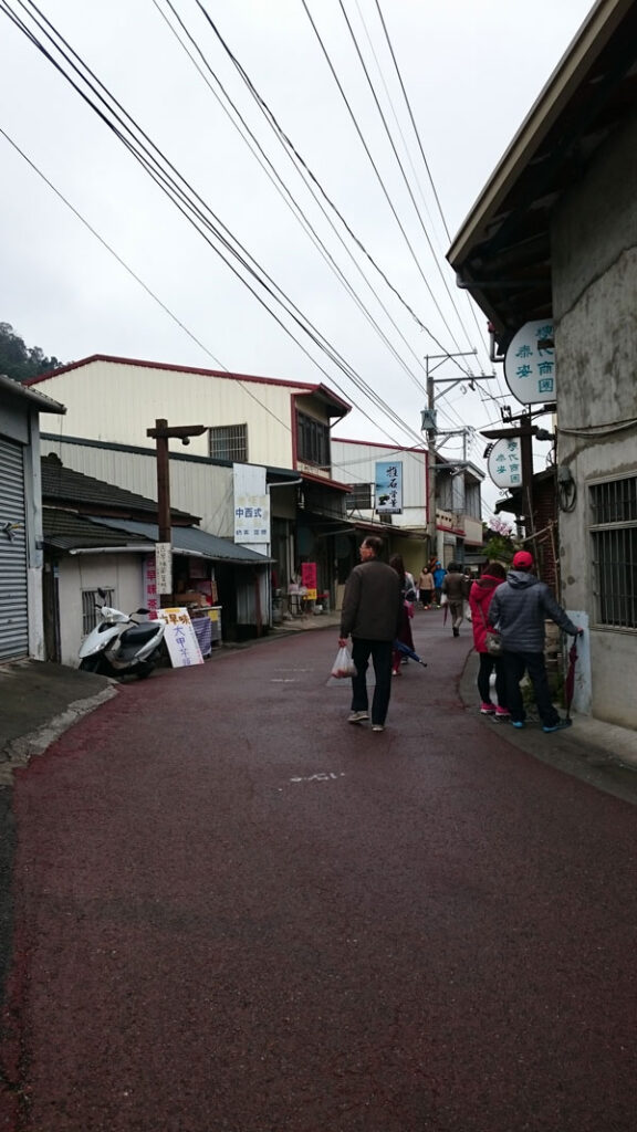 台中泰安櫻花