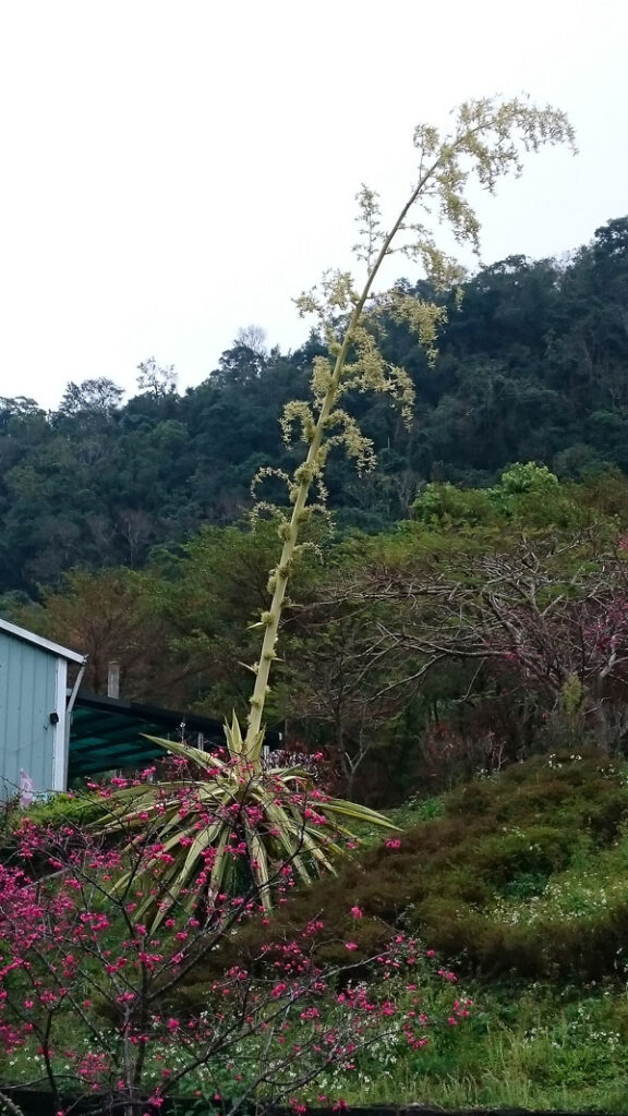 台中泰安櫻花