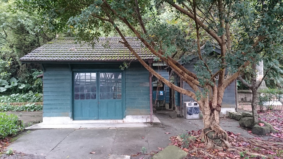 台中泰安櫻花