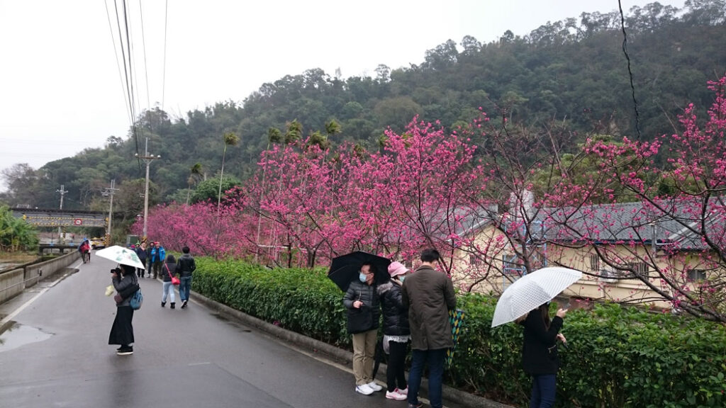 台中泰安櫻花