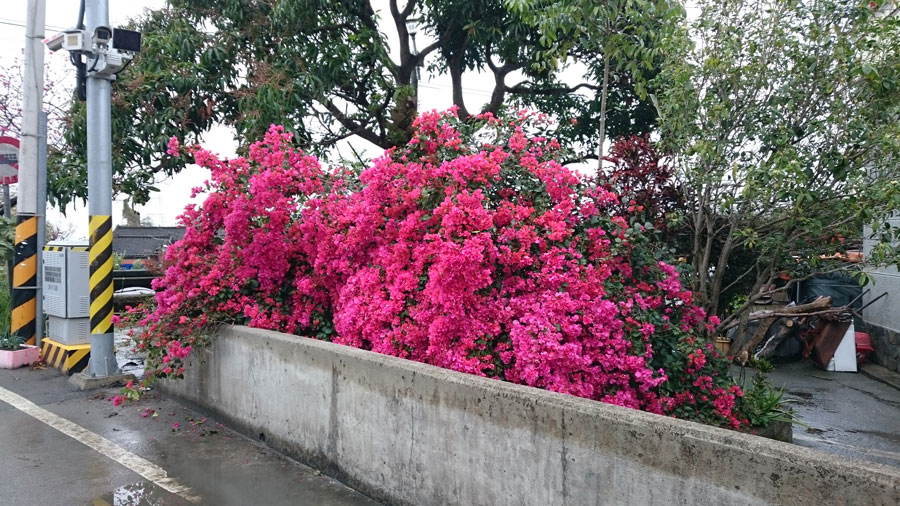 台中泰安櫻花