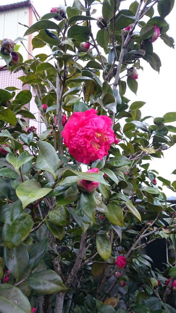 台中泰安櫻花
