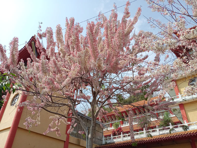 朝元禪寺