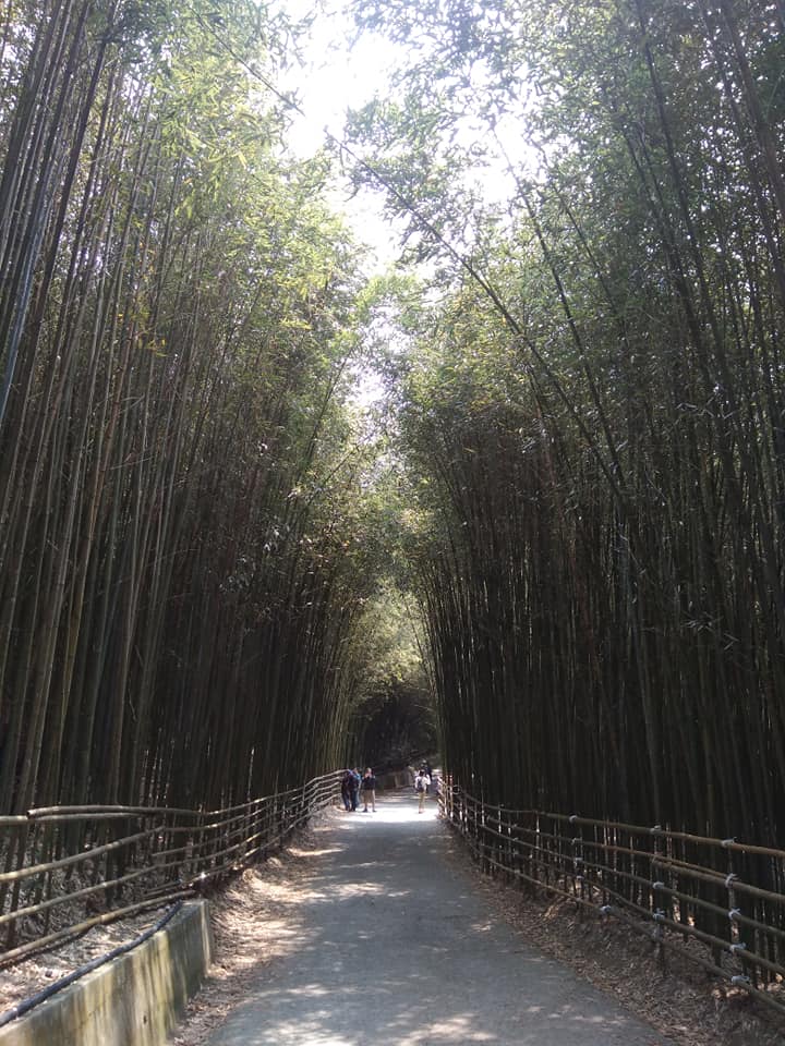 烏嘎彥竹林