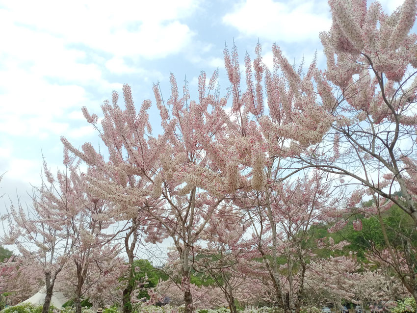 蝶舞澗花旗木
