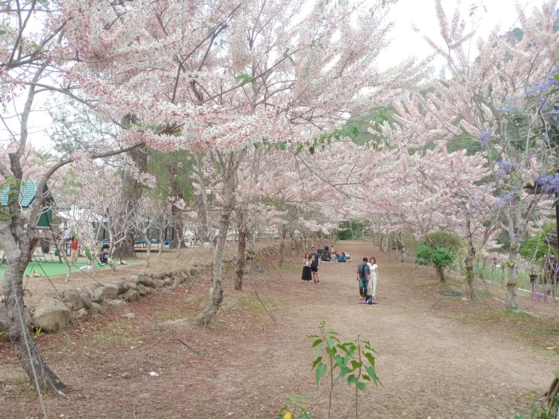 蝶舞澗花旗木