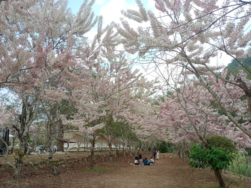 蝶舞澗花旗木