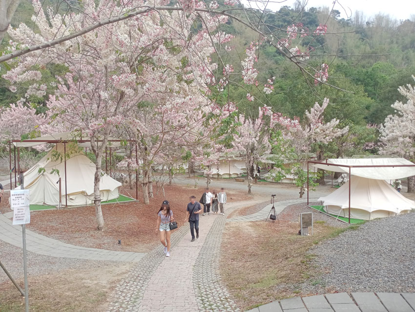 蝶舞澗花旗木