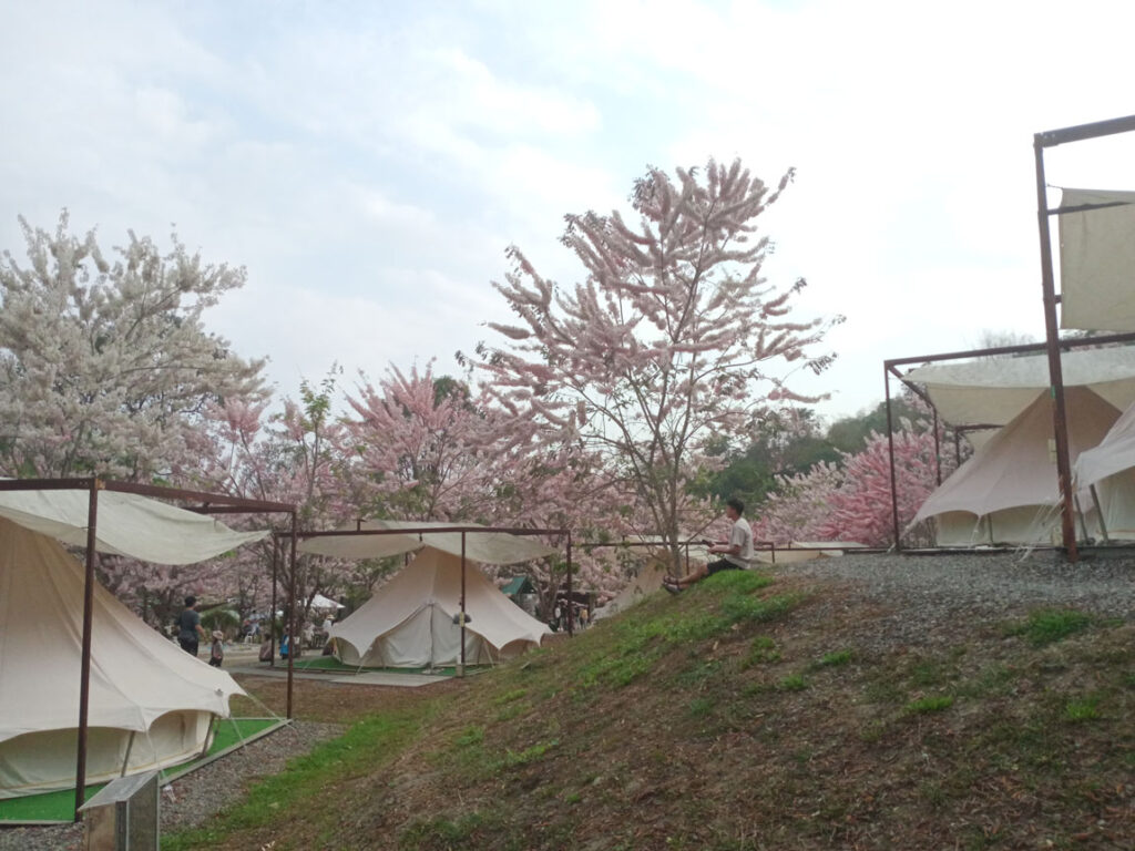 蝶舞澗花旗木