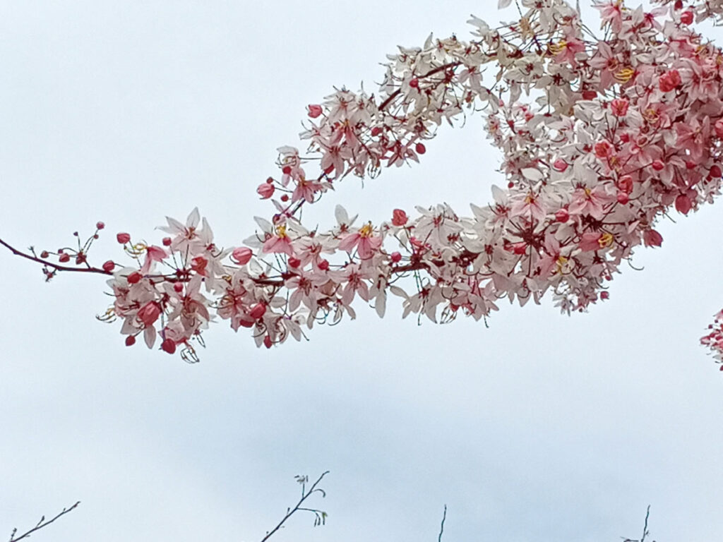 蝶舞澗花旗木