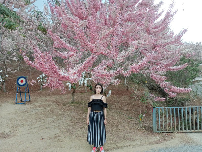 蝶舞澗花旗木