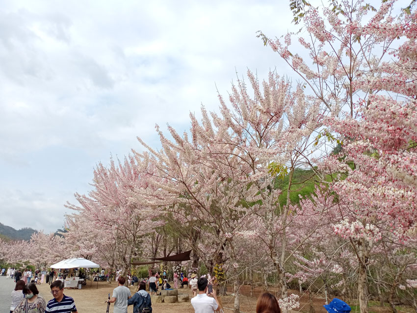 蝶舞澗花旗木