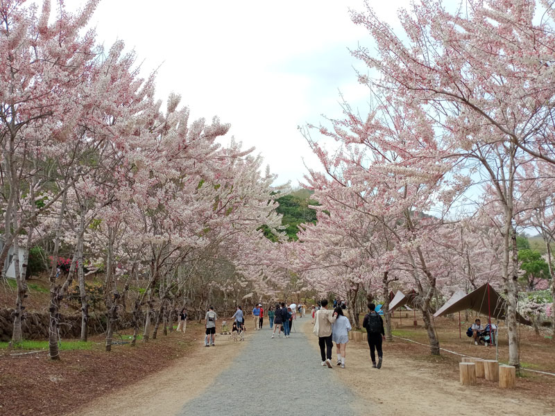 蝶舞澗花旗木