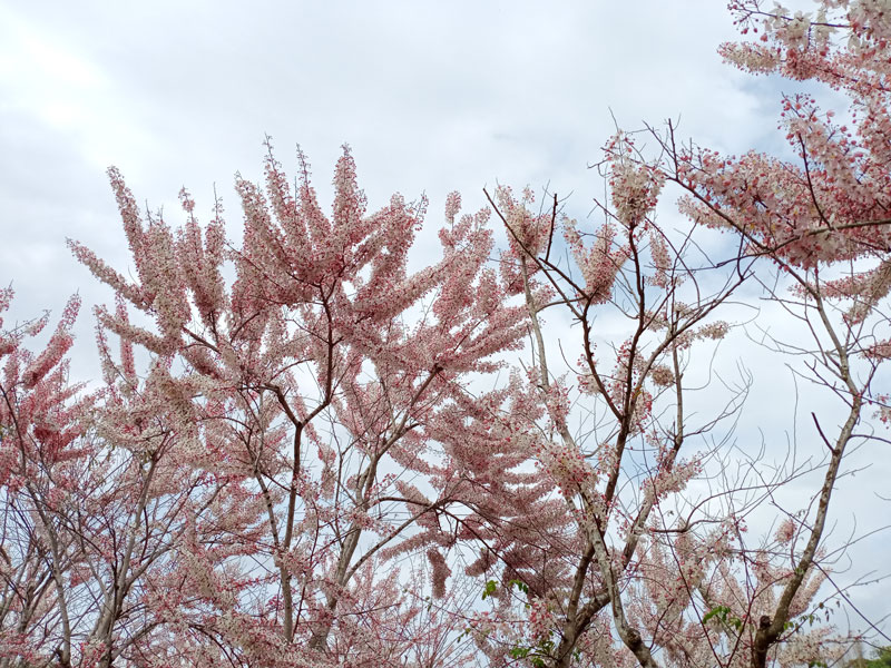 蝶舞澗花旗木