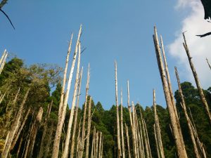 南投山林3日遊 忘憂森林 樹木與天空
