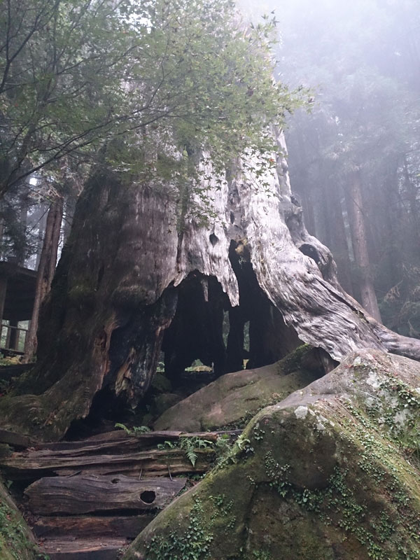 南投山林3日遊 杉林溪森林生態渡假園區 森林步道 神木