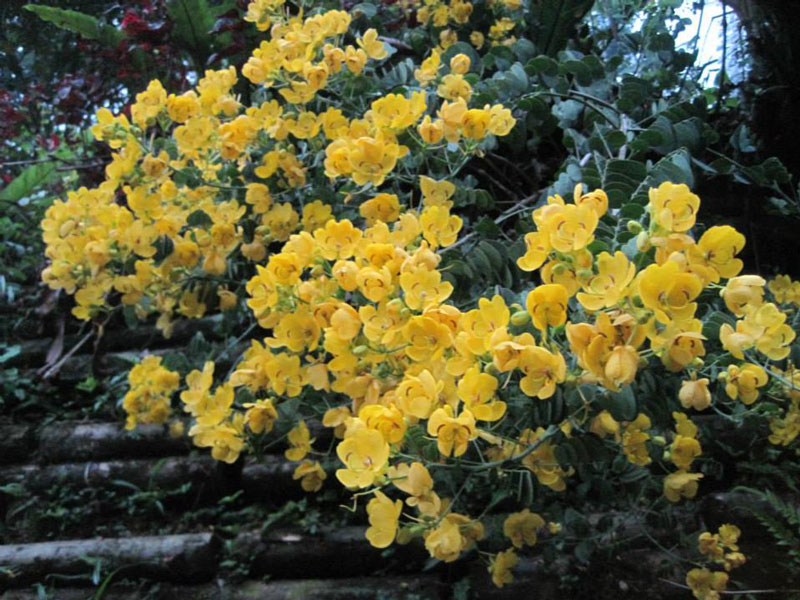 南投山林3日遊 杉林溪森林生態渡假園區 森林步道 花 (1)