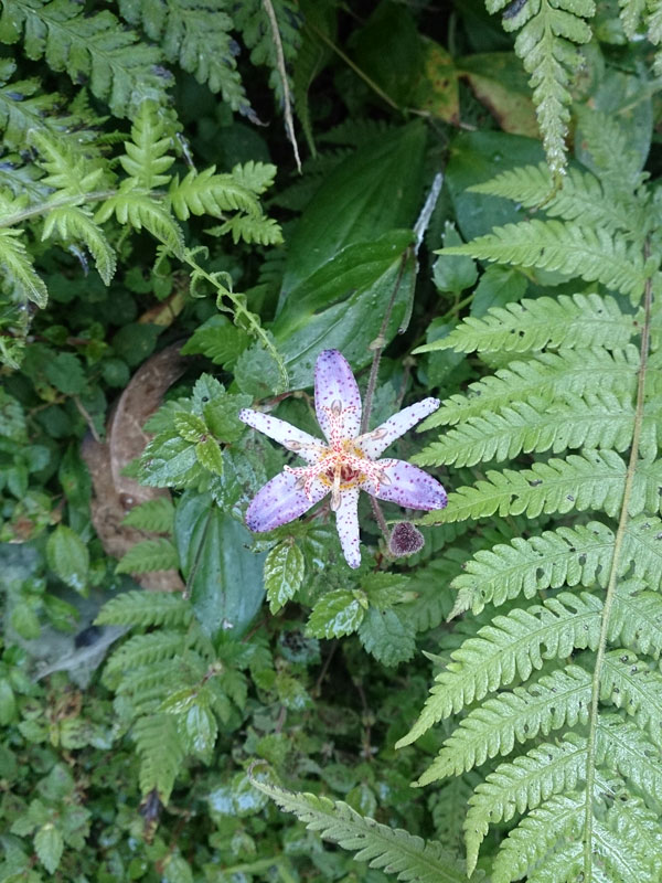 南投山林3日遊 杉林溪森林生態渡假園區 森林步道 花 (2)