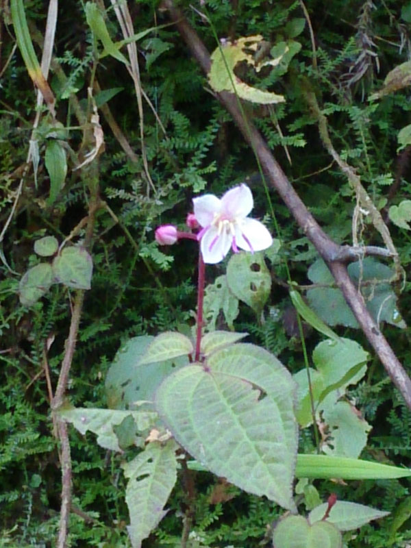 南投山林3日遊 杉林溪森林生態渡假園區 森林步道 花 (3)