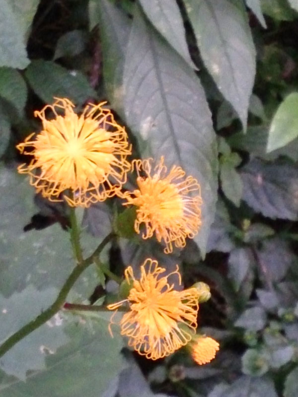 南投山林3日遊 杉林溪森林生態渡假園區 森林步道 花 (4)