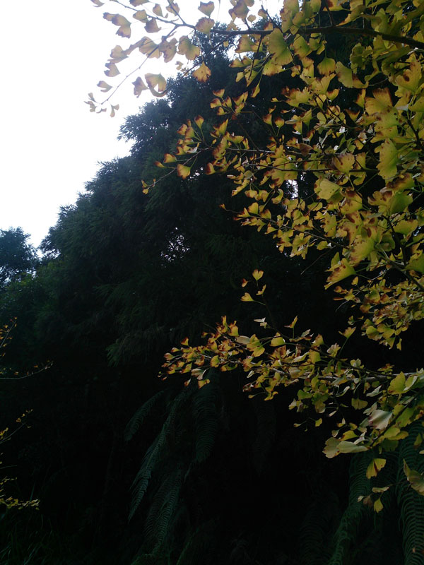 南投山林3日遊 杉林溪森林生態渡假園區 森林步道 銀杏
