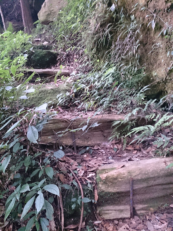 南投山林3日遊 杉林溪森林生態渡假園區 森林步道 階梯