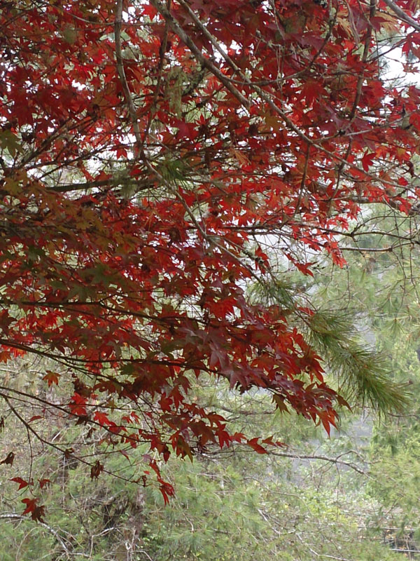 南投山林3日遊 杉林溪森林生態渡假園區 花卉中心 楓葉 (4)