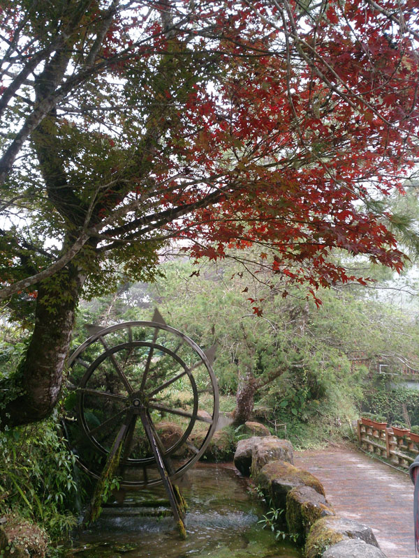 南投山林3日遊 杉林溪森林生態渡假園區 花卉中心 楓葉 (5)