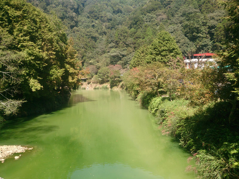 南投山林3日遊 杉林溪森林生態渡假園區 銀杏湖