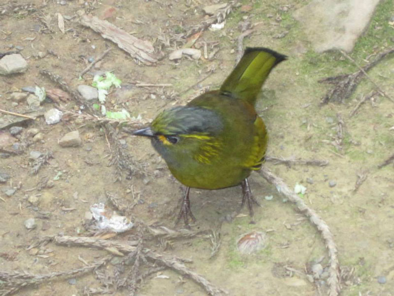 南投山林3日遊 溪頭森林遊樂區 黃胸藪眉(藪鳥)