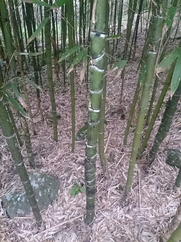 南投山林3日遊 溪頭森林遊樂園 竹類標本園 (2)