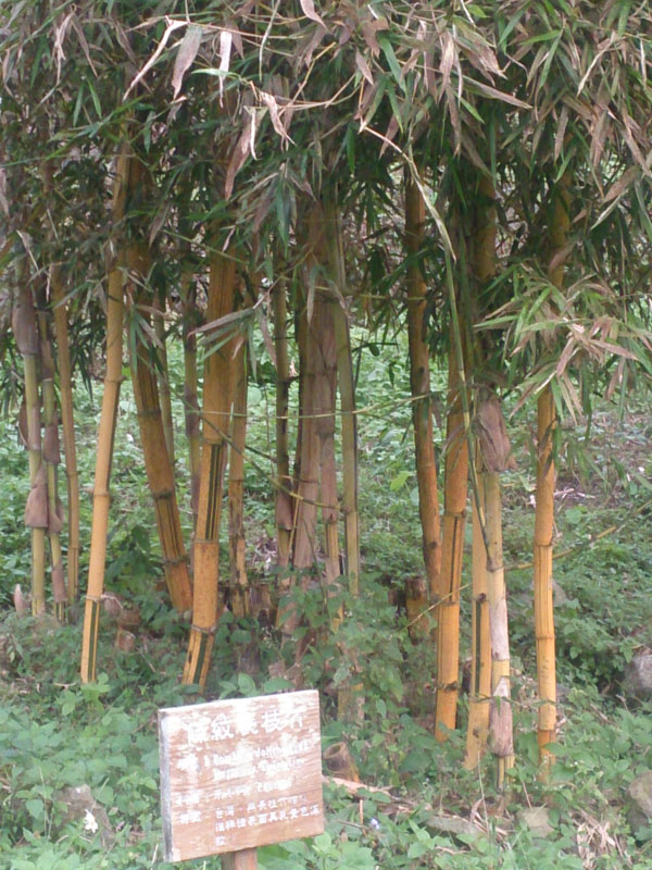南投山林3日遊 溪頭森林遊樂園 竹類標本園 (4)