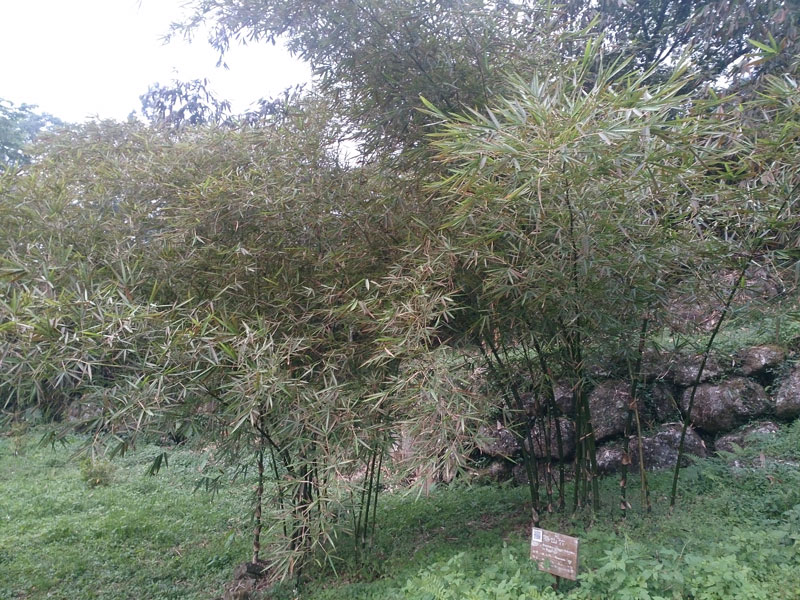 南投山林3日遊 溪頭森林遊樂園 竹類標本園 (5)