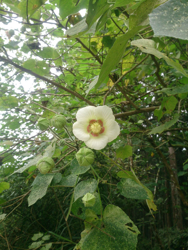 南投山林3日遊 溪頭森林遊樂園 花 (1)