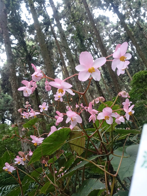 南投山林3日遊 溪頭森林遊樂園 花 (2)